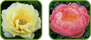 Intersectional and Herbaceous Peonies