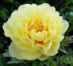 Garden Treasure ITOH Peony