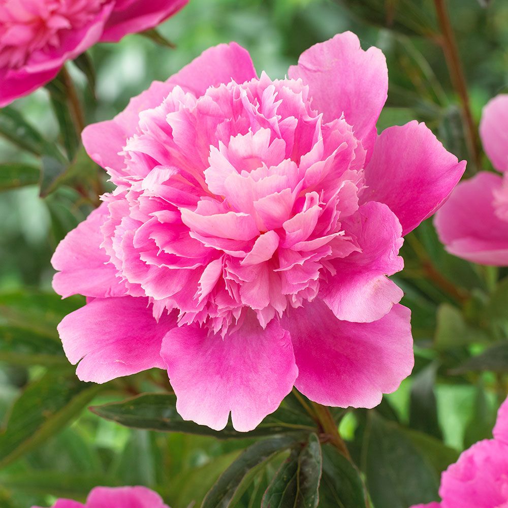 Bouquet Perfect Peony