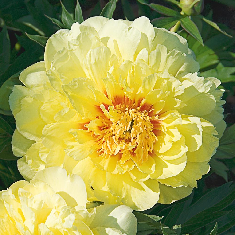 Bartzella ITOH Peony