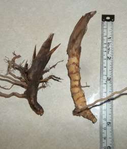 Miscanthus Gianteus Qt 10 Single Rhizomes