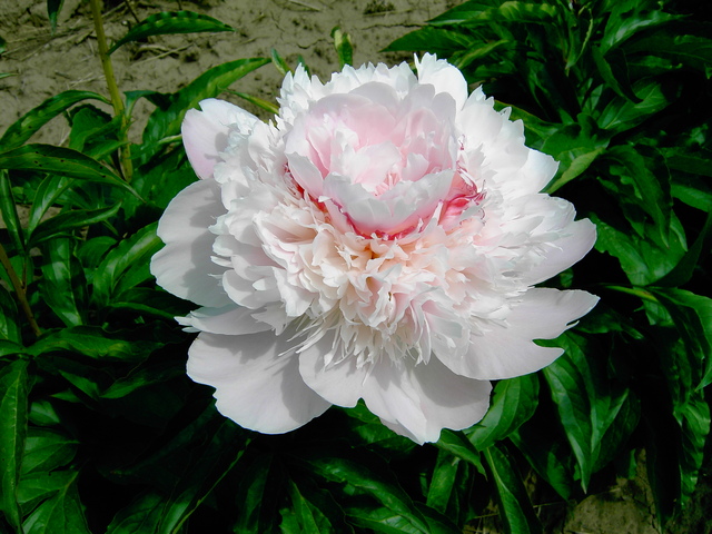 Alerti Peony, 3-5 eye