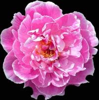 August Dessert Peony 3-5 eye - Click Image to Close