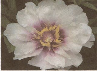 'Cora Louise' Itoh Peony - Click Image to Close