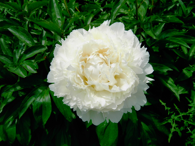 Dr. F. G. Brethour Peony