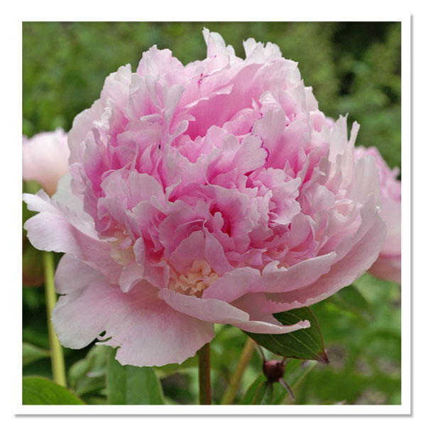 Edens' Perfume Peony 3-5 eye - Click Image to Close