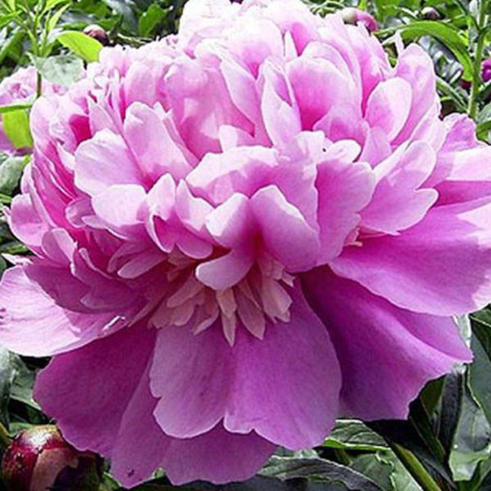 Edulis Suberba Peony 3-5 eye