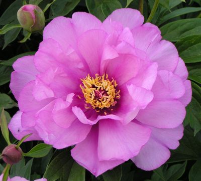 'First Arrival' Itoh Peony - Click Image to Close