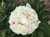 Autens White Peony - Click Image to Close