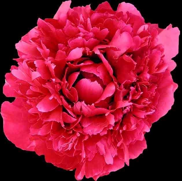 Lora Dexheimer Peony, 3-5 eye - Click Image to Close