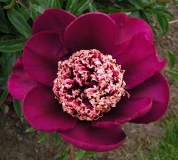 Nippon Beauty Peony