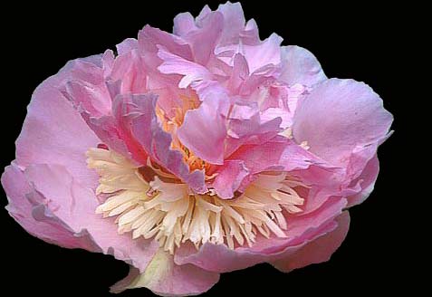 Philomele Peony, 3-5 eye