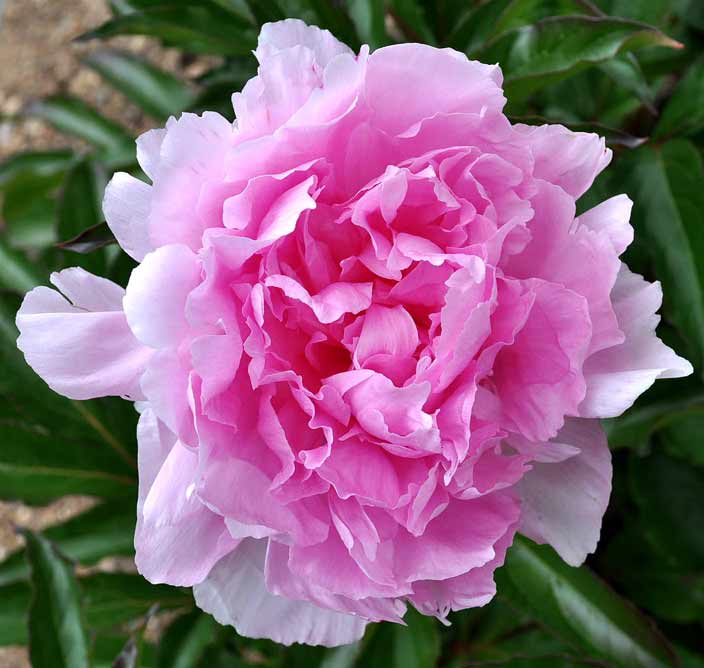 Queen of Hamburg Peony - Click Image to Close