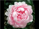 Walter Faxon Peony - Click Image to Close