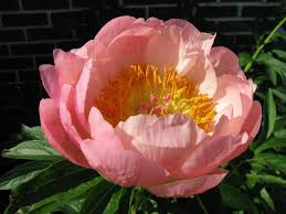 Abalone Pearl Peony