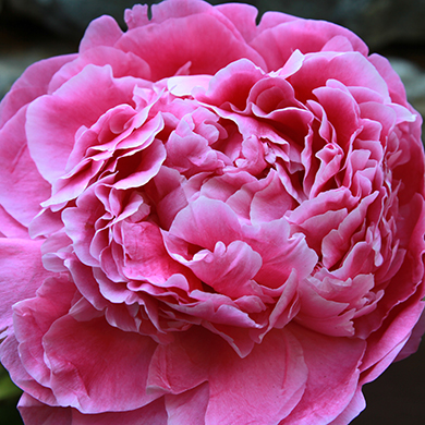 Dr. Alexander Fleming Peony 3-5 eye - Click Image to Close