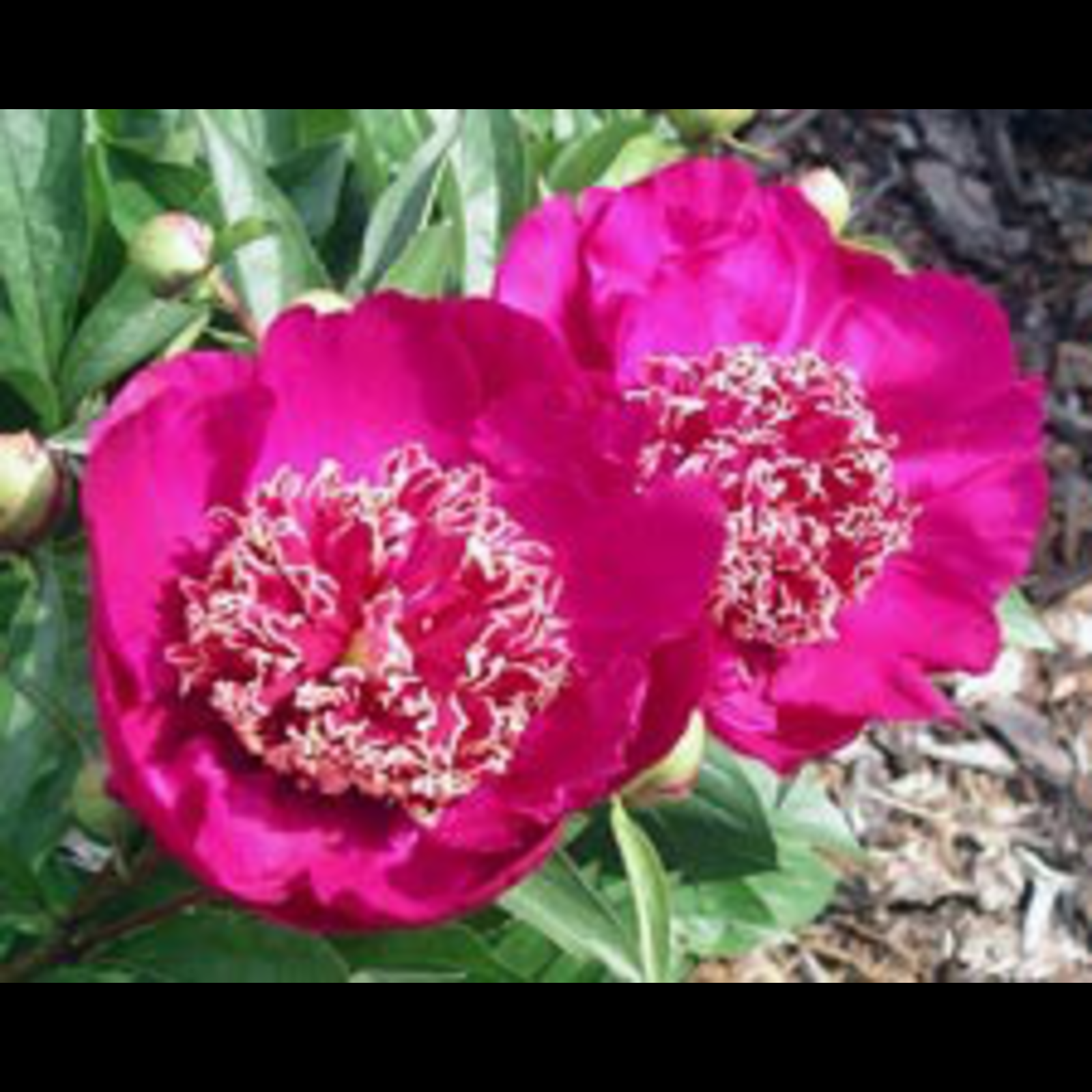 Barrington Belle Peony, 3-5 eye