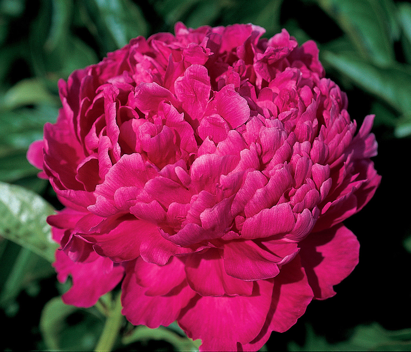 Best Man Peony - Click Image to Close