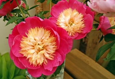 Bowl of Love Peony - Click Image to Close