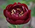 Buckeye Belle Peony 3-5 eye - Click Image to Close