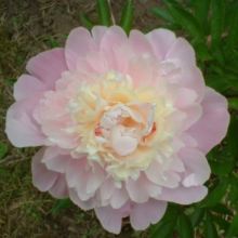 Chestine Gowdy Peony - Click Image to Close