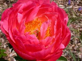 Coral Sunset Peony - Click Image to Close