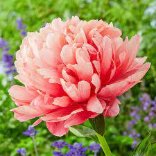 Lorelei Peony - Click Image to Close