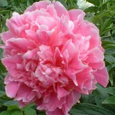 Dutchesse D'Orleans Peony, 3-5 eye