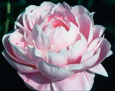 Mrs Franklin D. Roosevelt Peony - Click Image to Close