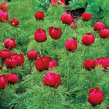 Fernleaf Tenuifolia Peony - Click Image to Close