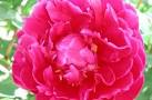 Francis Ortegot Peony, 3-5 eye - Click Image to Close