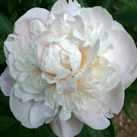 Gardenia Peony - Click Image to Close