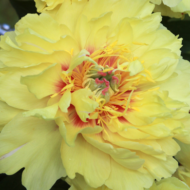 Garden Treasure Peony - Click Image to Close