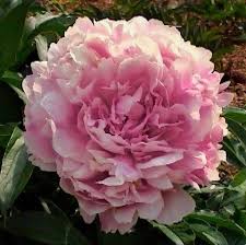 Grace Batson Peony, 3-5 eye