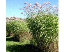Miscanthus Giganteus 1 gallon size field grown divisions (Qty 10 - Click Image to Close