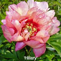 Hillary ITOH peony - Click Image to Close