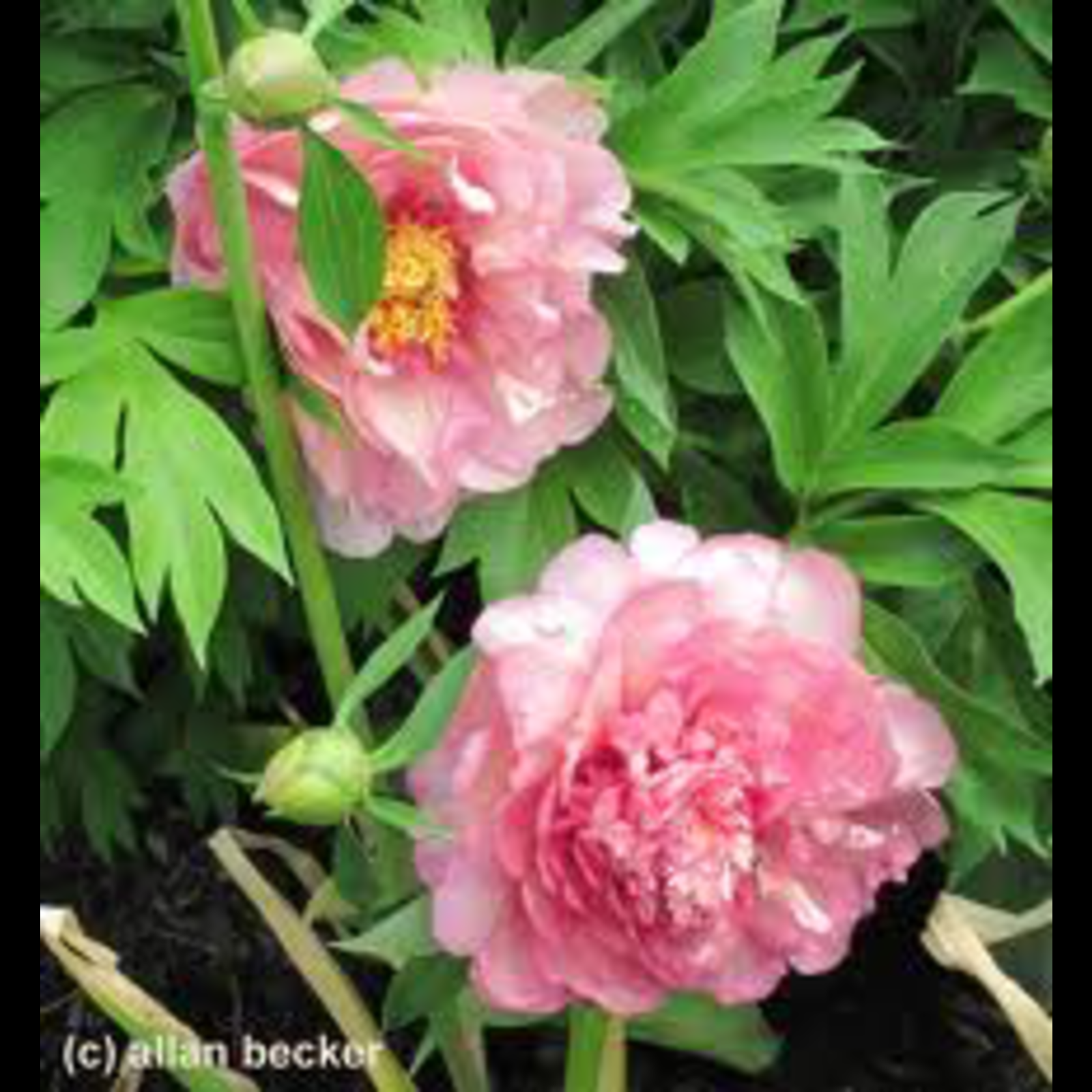 Hillary ITOH Peony