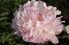 Catharina Fontijn Peony - Click Image to Close