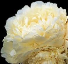 Marie Lemione Peony