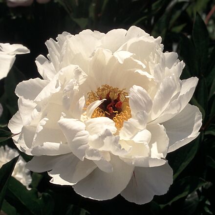 Minnie Shaylor Peony - Click Image to Close