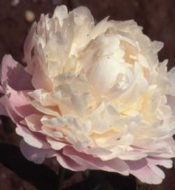 Moonriver Peony