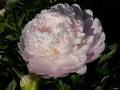 Moonstone Peony 3-5 eye - Click Image to Close