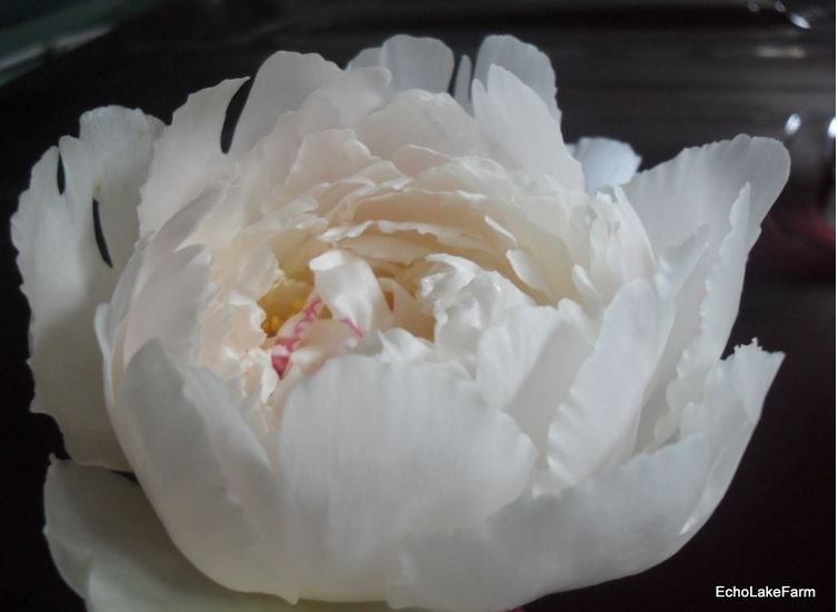 Pecher Peony - Click Image to Close