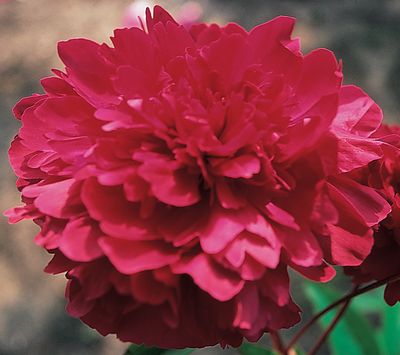 Phillipe Riviore Peony, 3-5 eye - Click Image to Close