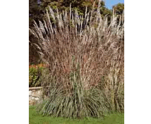 Plume Grass - Ravannae (Grass Erianthus)