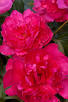 Renato Peony, 3-5 eye