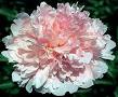 Reine Supreme Peony, 3-5 eye