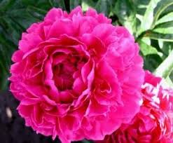 Rosabel Peony, 3-5 eye