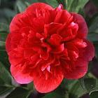 Rubra Plena Peony, 3-5 eye - Click Image to Close