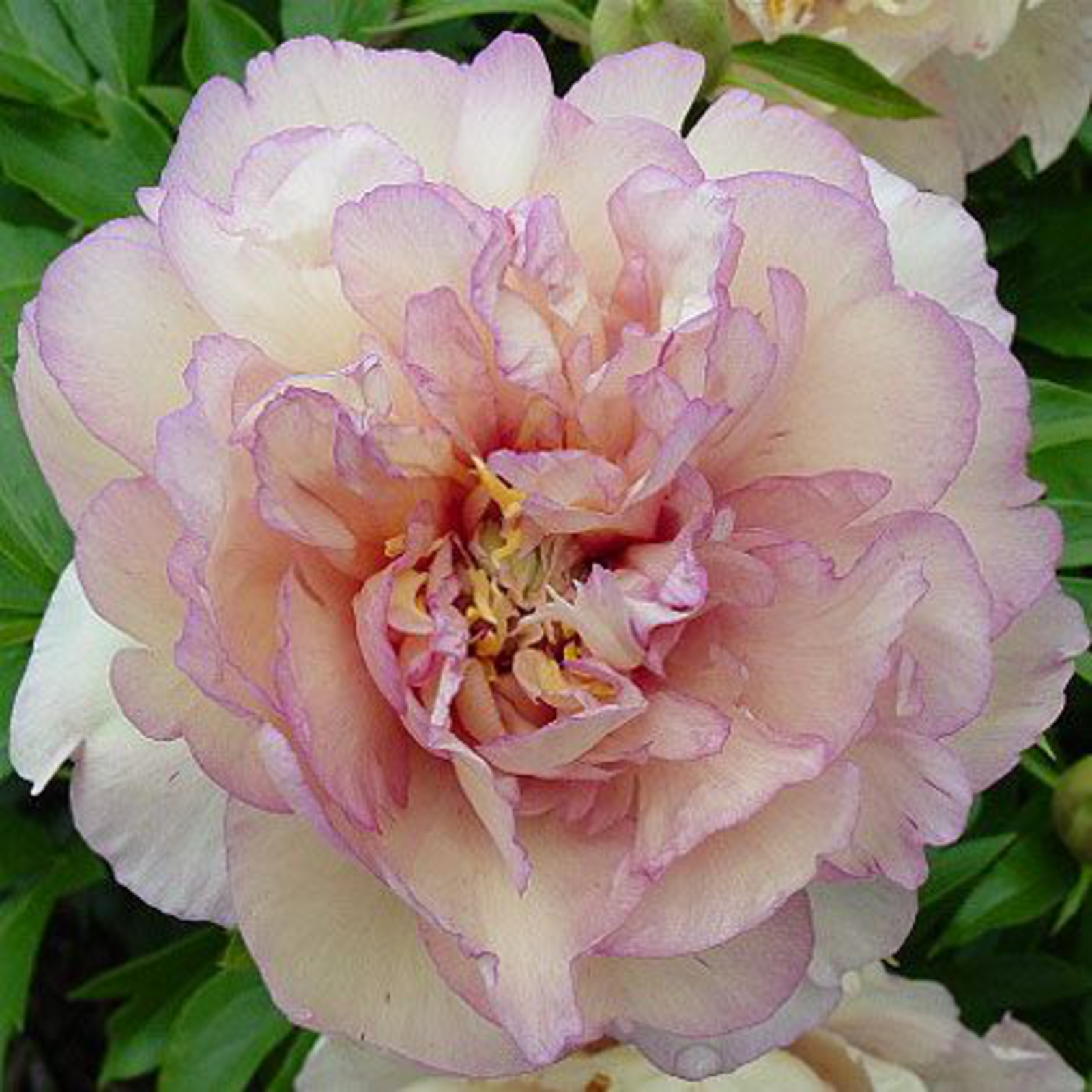 Southern Peony: 2015 Intersectional Peony Seeds 'Lafayette Escadrille